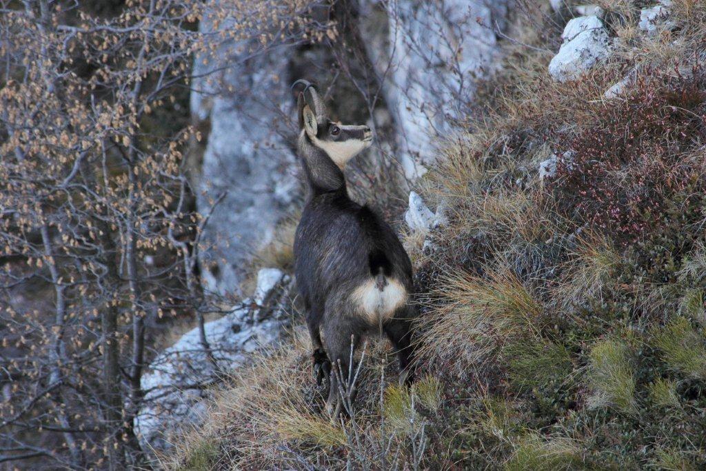 Qualche camoscio  trentino